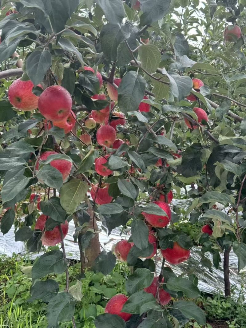 昭通红露苹果