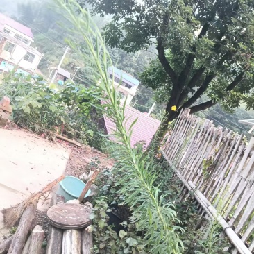 飞蓬草
