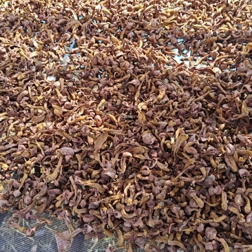 松树伞干和鲜蘑