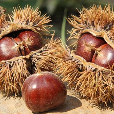 大悟板栗