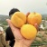 沂蒙山黄桃
