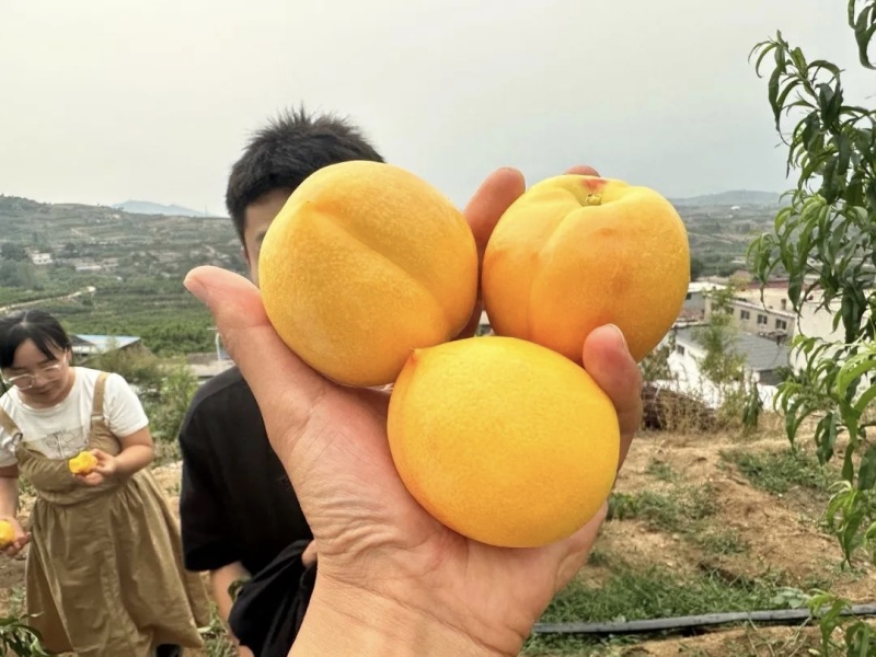 沂蒙山黄桃