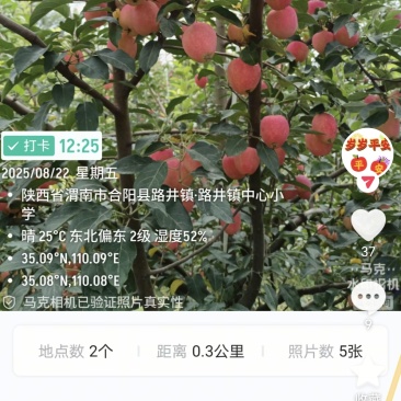 香妃海棠果