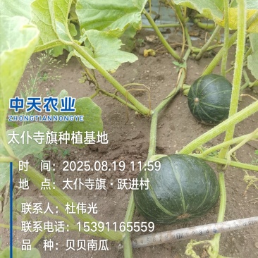 内蒙古贝贝瓜