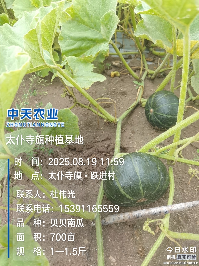内蒙古贝贝瓜