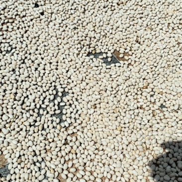 白豆