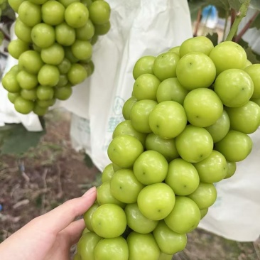 阳光玫瑰葡萄，大量现货