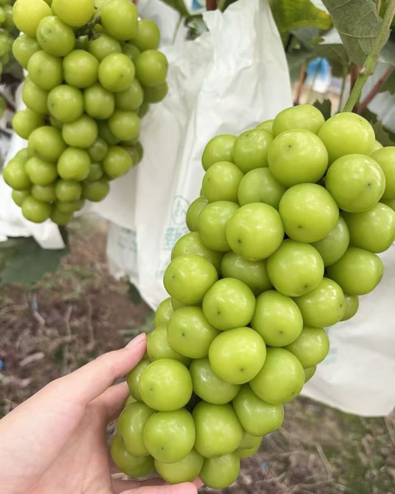 阳光玫瑰葡萄，大量现货