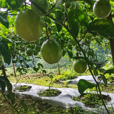 钦密9号百香果