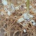 白芨