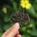 普洱茶