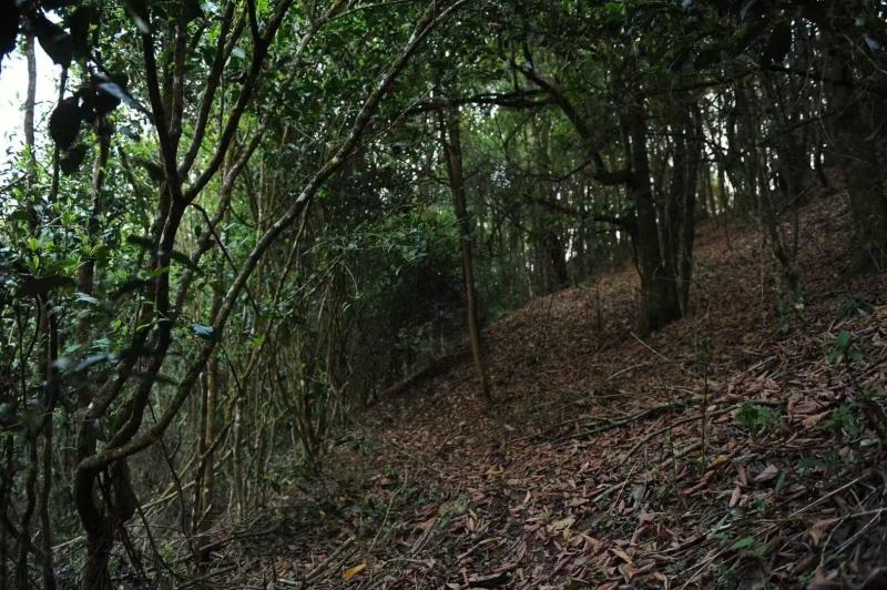 普洱茶