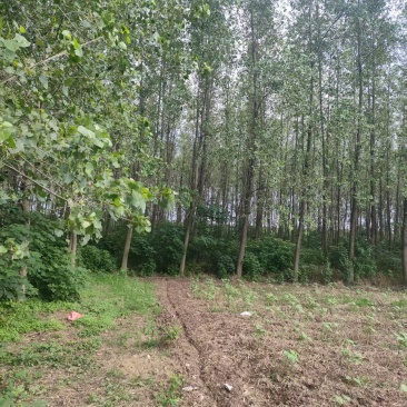 杨树