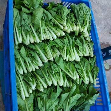 五号小白菜