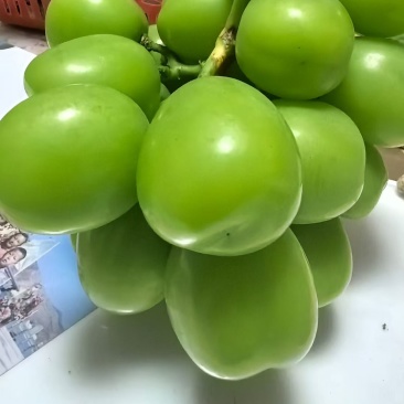 阳光玫瑰