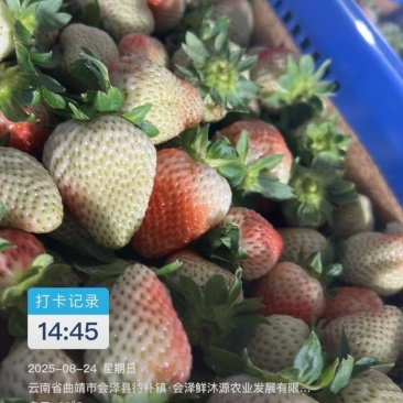 云南牛奶草莓