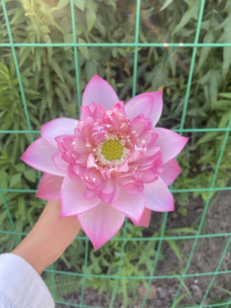荷花鲜切荷花和高端澳洲睡莲
