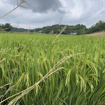 湿谷子