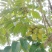 橄榄