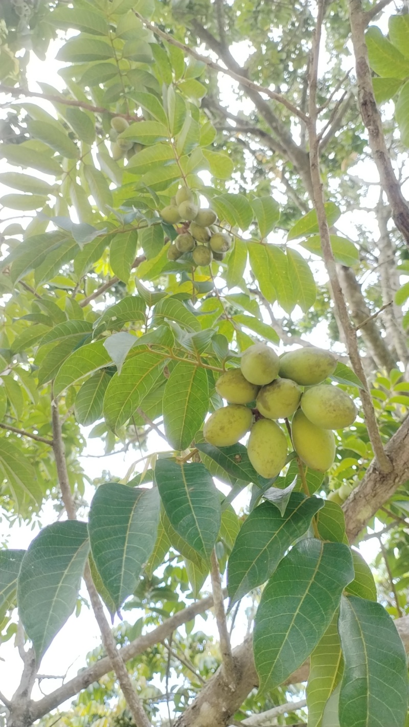 橄榄