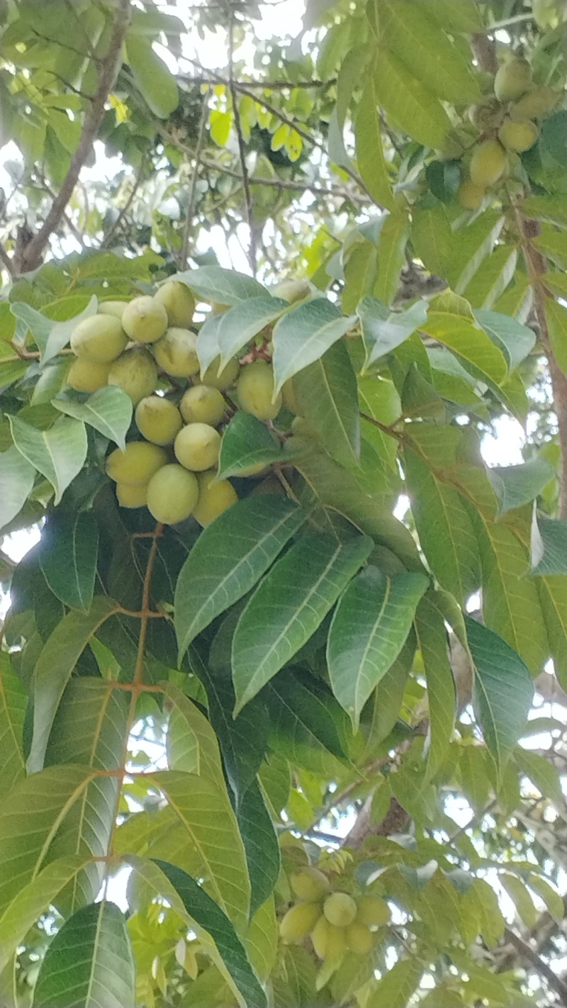 橄榄