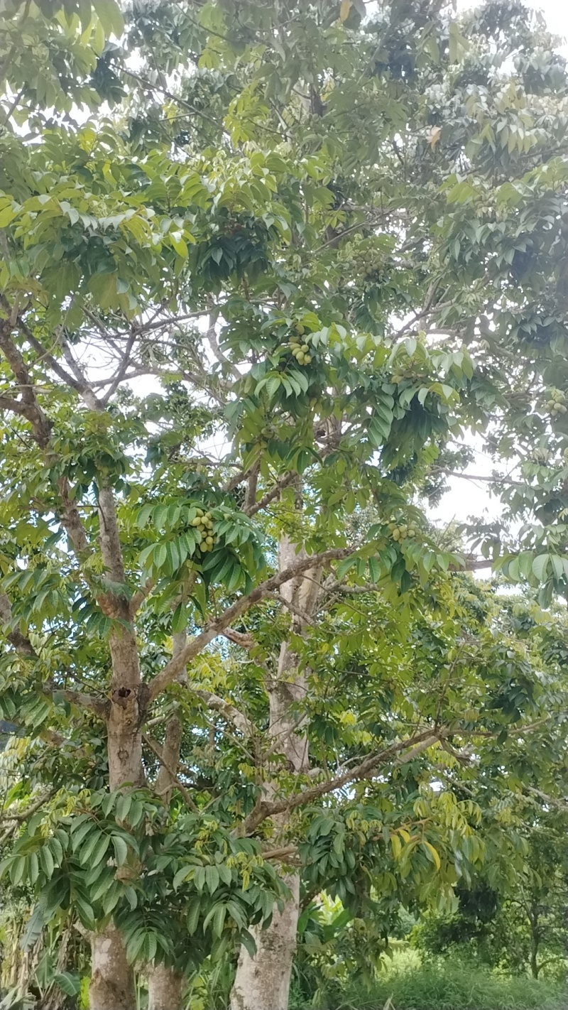 橄榄