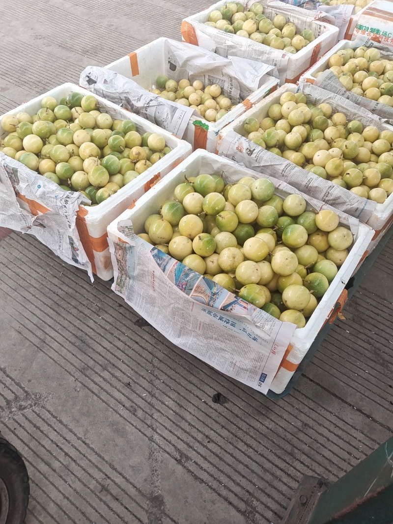 桂林本地百香果
