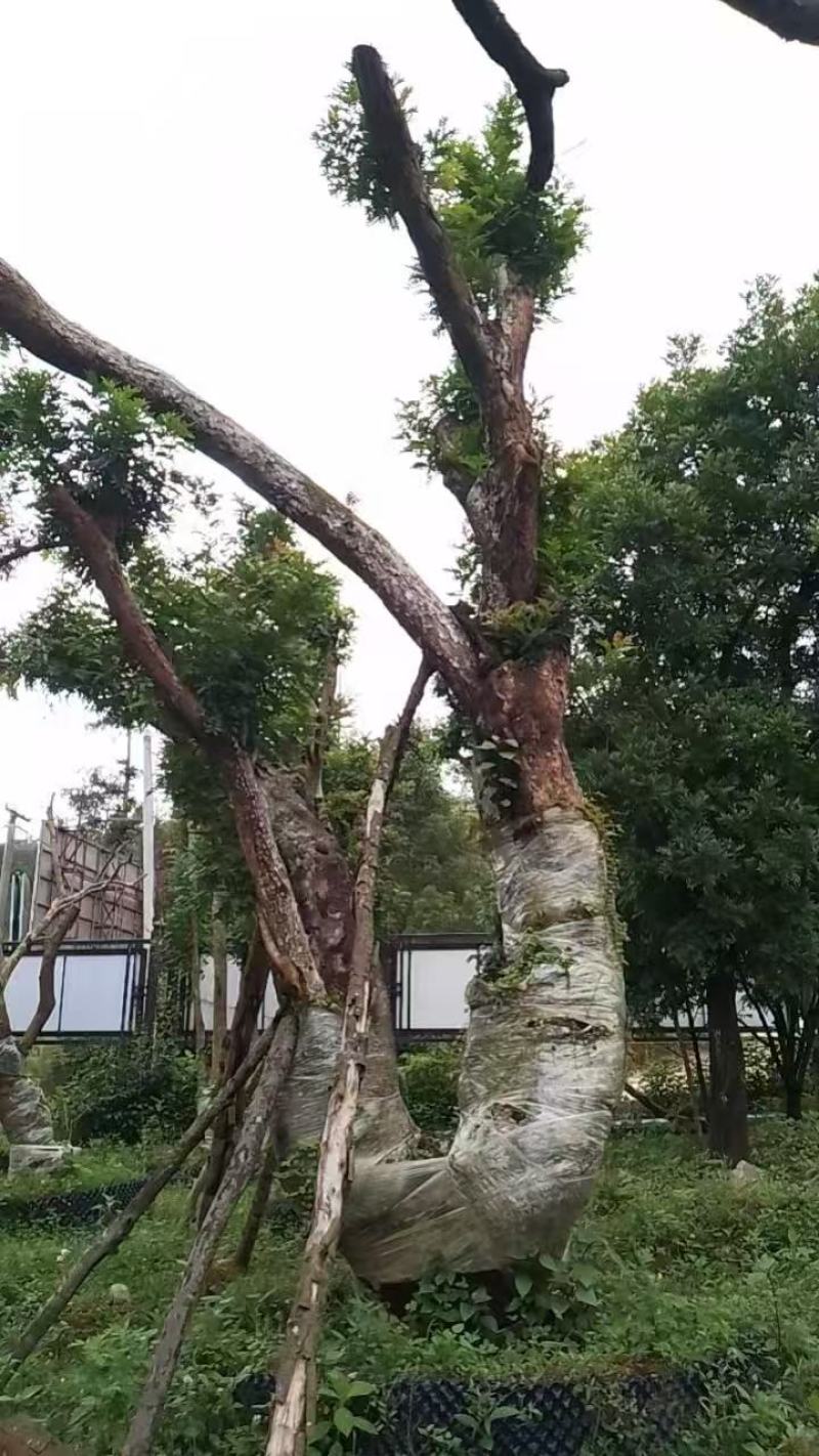 云南小叶红芽清香木出售，20-50公分直径不等