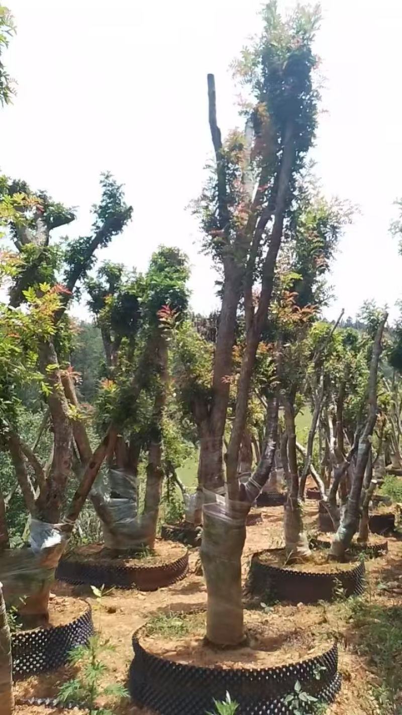 云南小叶红芽清香木出售，20-50公分直径不等
