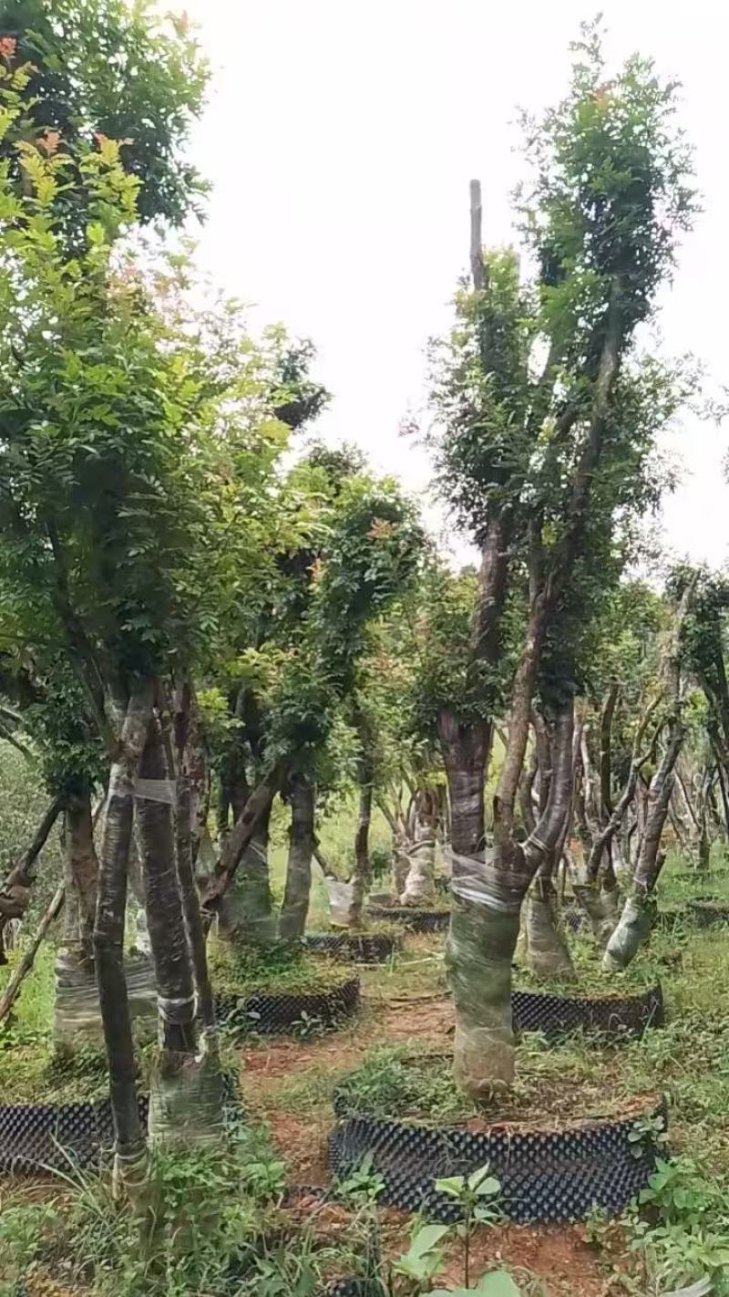 云南小叶红芽清香木出售，20-50公分直径不等