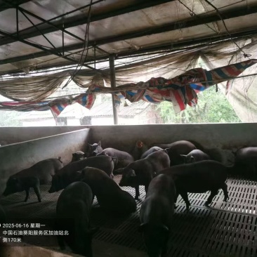 我想把我的家乡养一年的土黑猪卖到全球