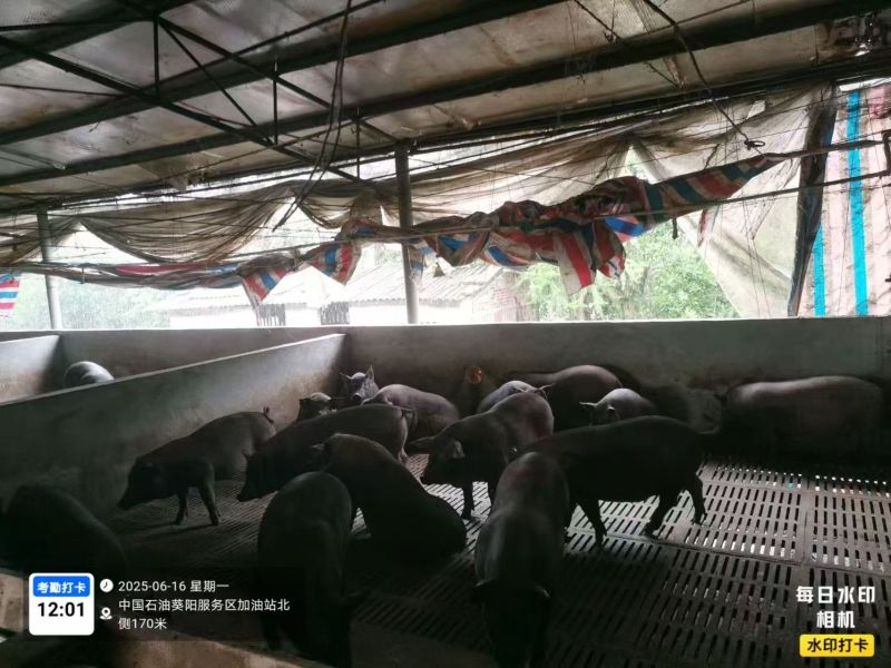 我想把我的家乡养一年的土黑猪卖到全球