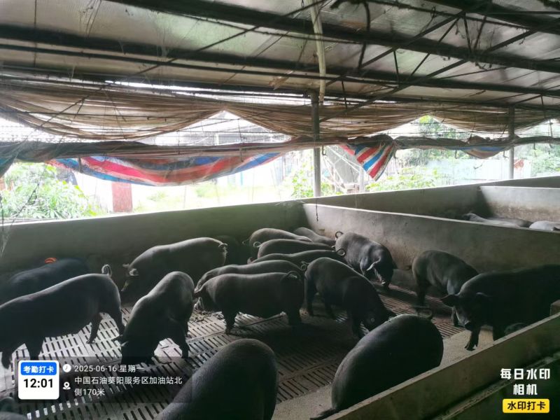 我想把我的家乡养一年的土黑猪卖到全球
