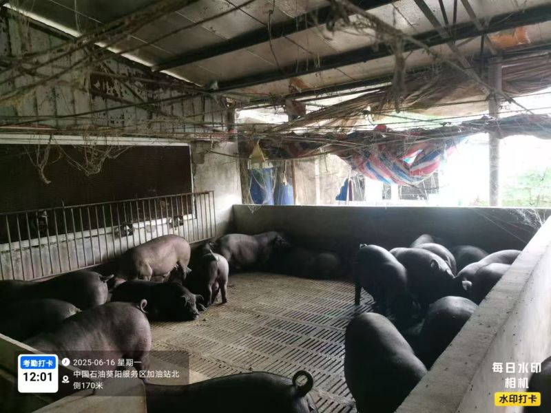 我想把我的家乡养一年的土黑猪卖到全球