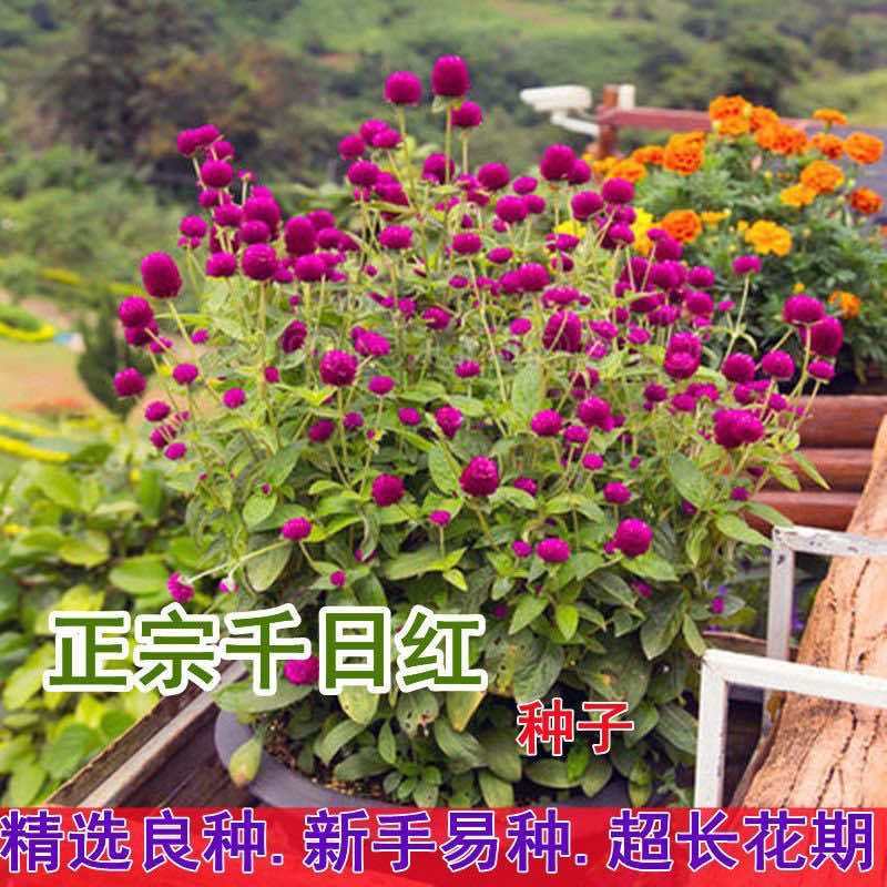 四季花种子千日红百日红火球庭院景观花卉盆栽易活花籽千日紫种子