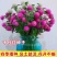 四季花种子千日红百日红火球庭院景观花卉盆栽易活花籽千日紫种子