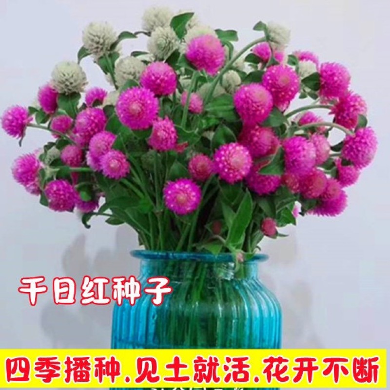四季花种子千日红百日红火球庭院景观花卉盆栽易活花籽千日紫种子