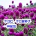 四季花种子千日红百日红火球庭院景观花卉盆栽易活花籽千日紫种子