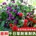 四季花种子千日红百日红火球庭院景观花卉盆栽易活花籽千日紫种子