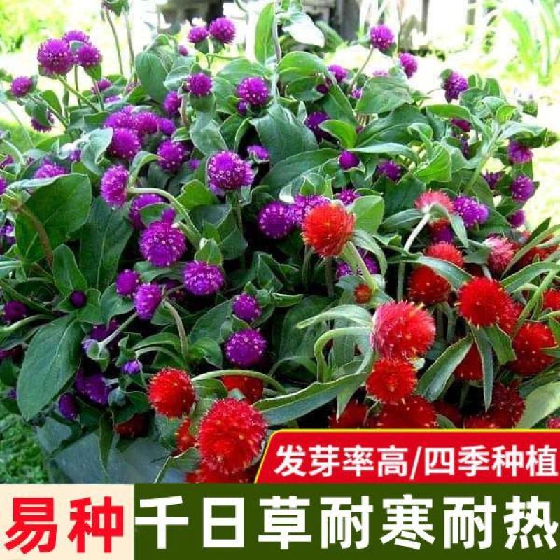 四季花种子千日红百日红火球庭院景观花卉盆栽易活花籽千日紫种子