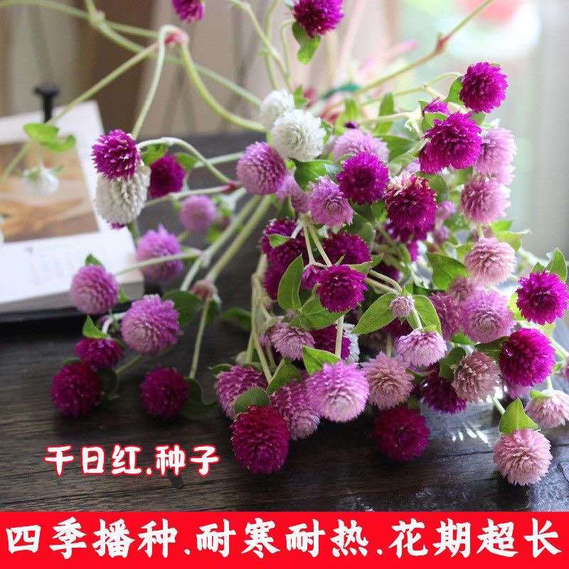 四季花种子千日红百日红火球庭院景观花卉盆栽易活花籽千日紫种子