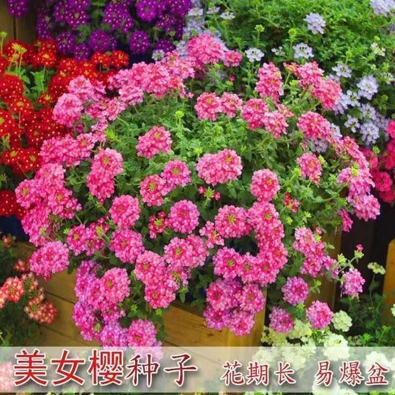 优质美女樱种子抗病盆栽种子庭院阳台室内易种花种籽四季播种花种