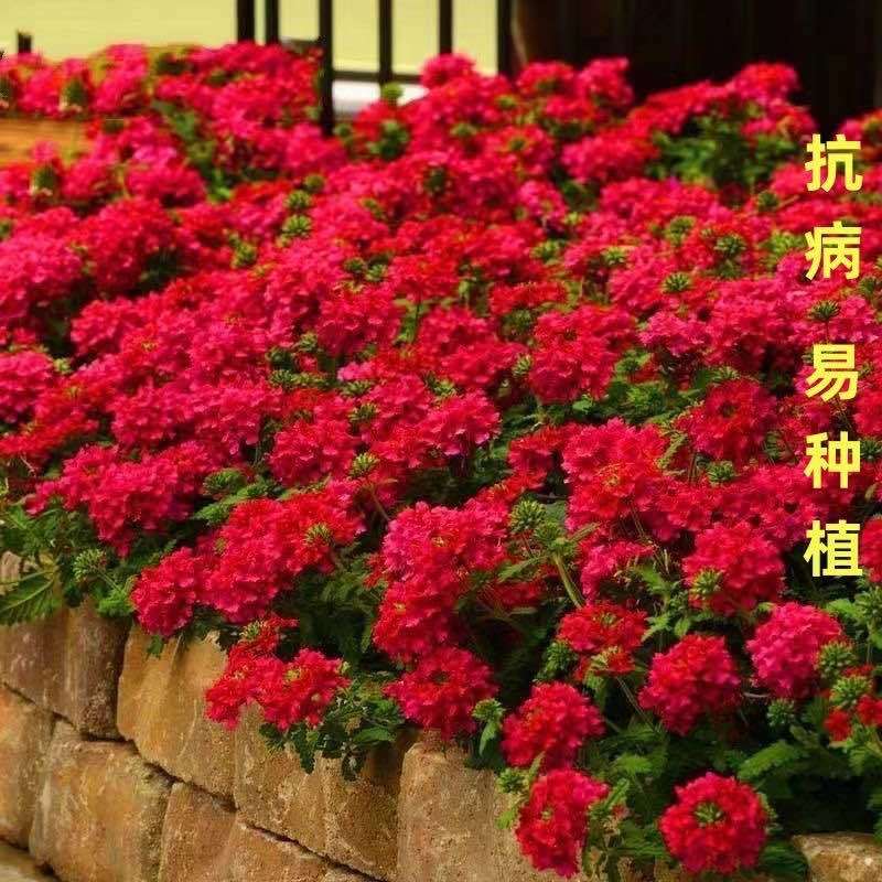 优质美女樱种子抗病盆栽种子庭院阳台室内易种花种籽四季播种花种