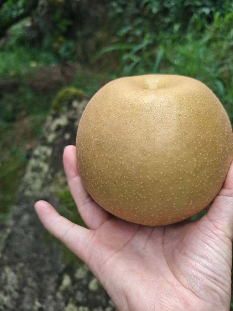 金秋梨