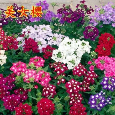 美女樱孑籽苗花苗四季种开花盆栽阳台庭院室内外易种活花卉