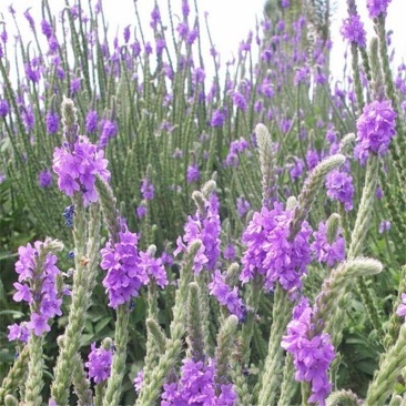 美女樱加拿大细叶美人樱种籽草花四季种植庭院盆栽宿根