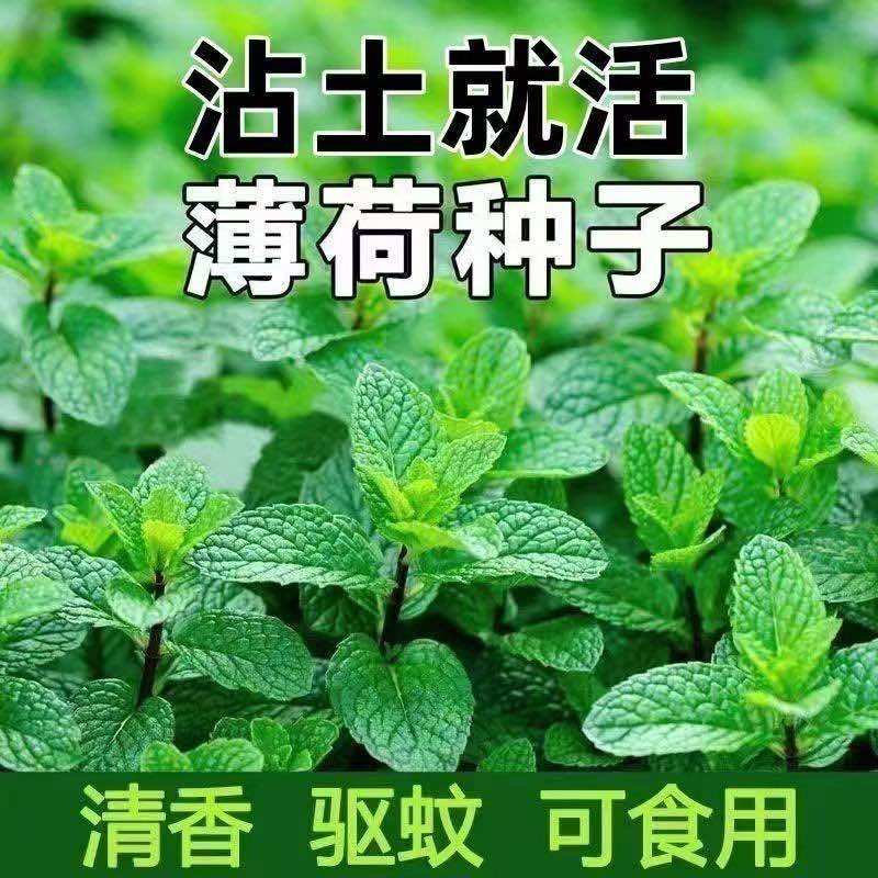 可食薄荷种子柠檬薄荷种子驱蚊花草植物种子四季阳台薄荷盆栽食用