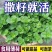 可食用薄荷种子驱蚊防虫留兰香薄荷四季庭院阳台盆栽柠檬薄荷种子