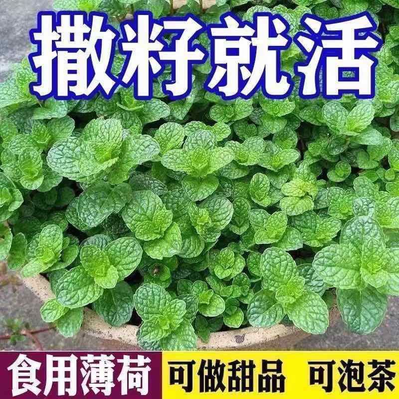 可食用薄荷种子驱蚊防虫留兰香薄荷四季庭院阳台盆栽柠檬薄荷种子
