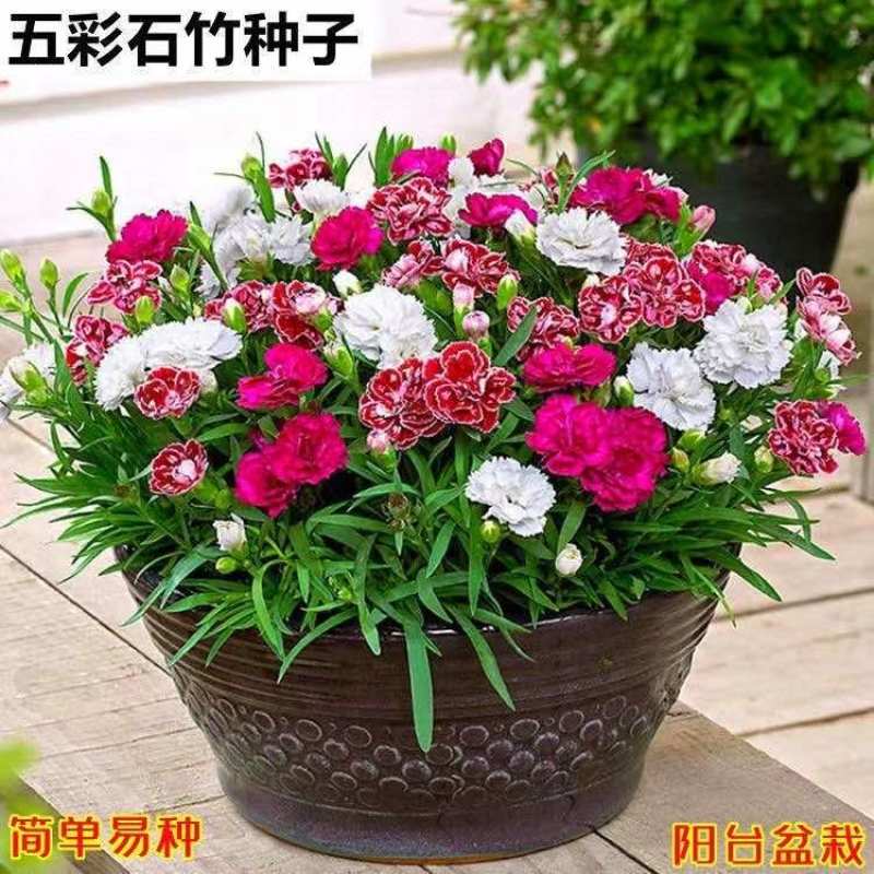 美国五彩石竹花种子常夏欧石竹四季庭院阳台盆栽须苞石竹花种籽孑